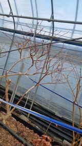 김현숙 블루베리 작두콩님의 자유주제·자유게시판 작성글 사진