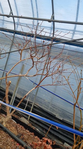 김현숙 블루베리 작두콩님의 자유주제 · 자유게시판 작성글 사진