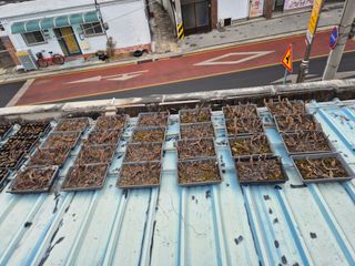 왕대추님의 자유주제 · 자유게시판 작성글 사진