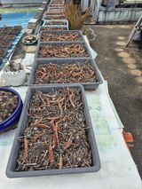 왕대추님의 자유주제·자유게시판 작성글 사진