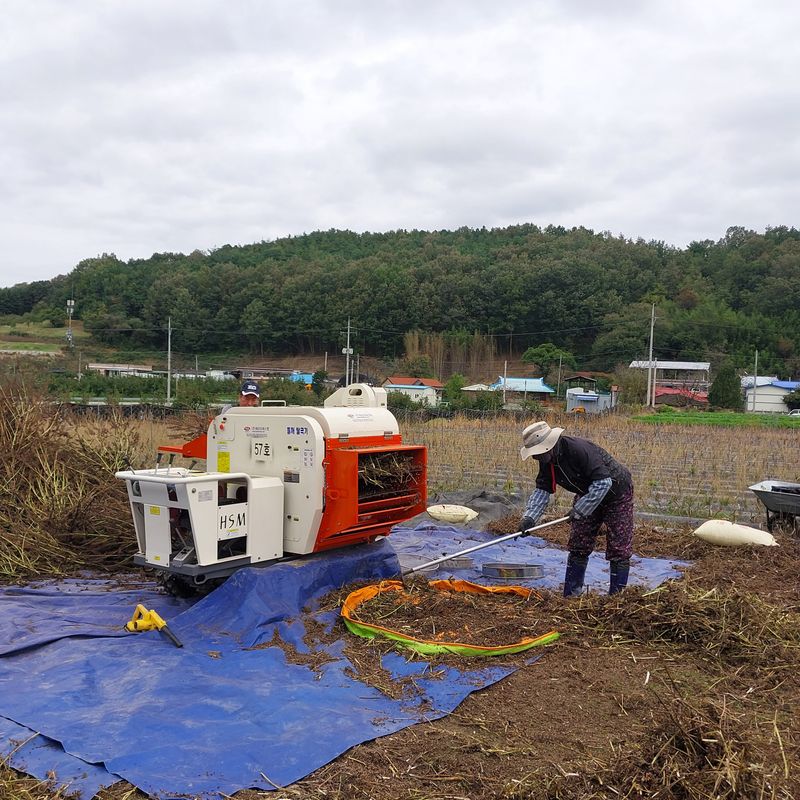 박수연님의 장터 판매 상품 [국산들기름] 첨부 사진