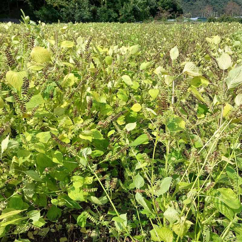박수연님의 장터 판매 상품 [국산들기름] 첨부 사진