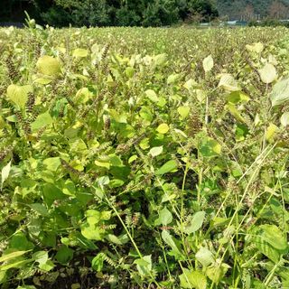박수연님의 작성글 사진