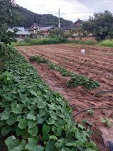 블루베리16598님의 자유주제·자유게시판 작성글 사진