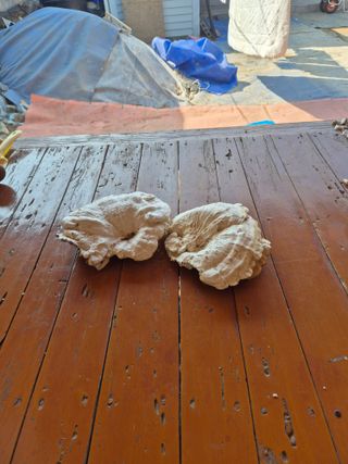 양배추16966님의 자유주제 · 자유게시판 작성글 사진