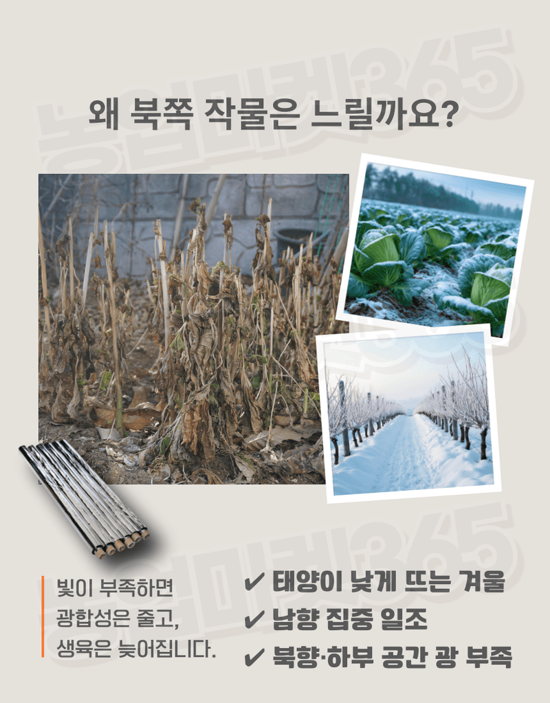 농업마켓365님의 장터 판매 상품 [국산 농업용 하우스반사필름 비닐하우스 온도상승 일조량 증대] 첨부 사진