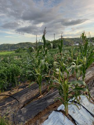 블루베리16598님의 자유주제 · 자유게시판 작성글 사진