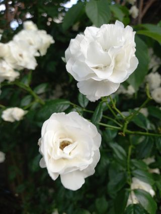 블루베리16598님의 자유주제 · 자유게시판 작성글 사진