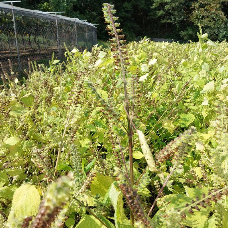 박수연님의 장터 판매 상품 [국산들기름] 첨부 사진