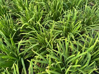 님의 농사, 무엇이든 물어보세요! · 참여글 작성글 사진