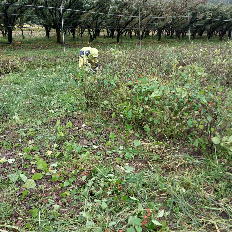 박수연님의 장터 판매 상품 [국산들기름] 첨부 사진