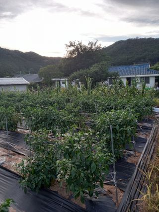 블루베리16598님의 자유주제 · 자유게시판 작성글 사진