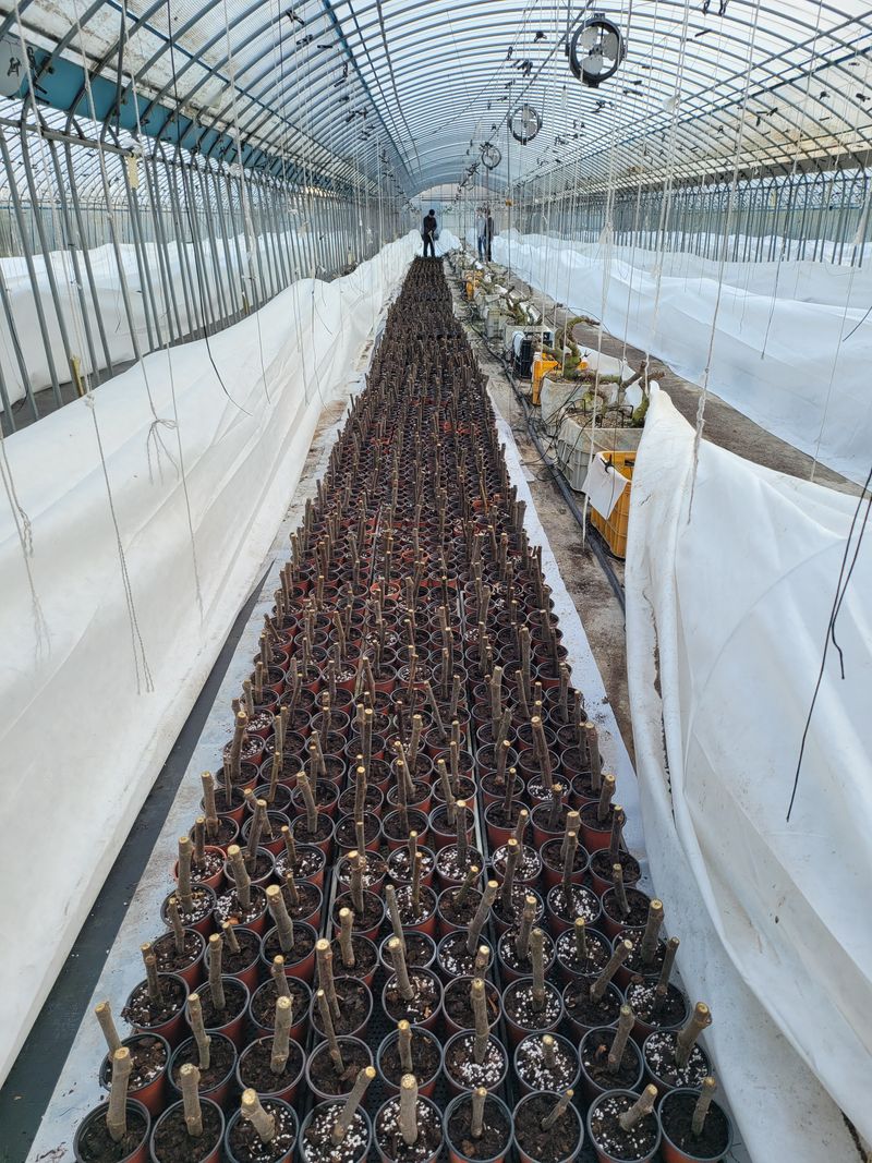 오아성님의 장터 판매 상품 [무화과묘목(3주단위)] 첨부 사진