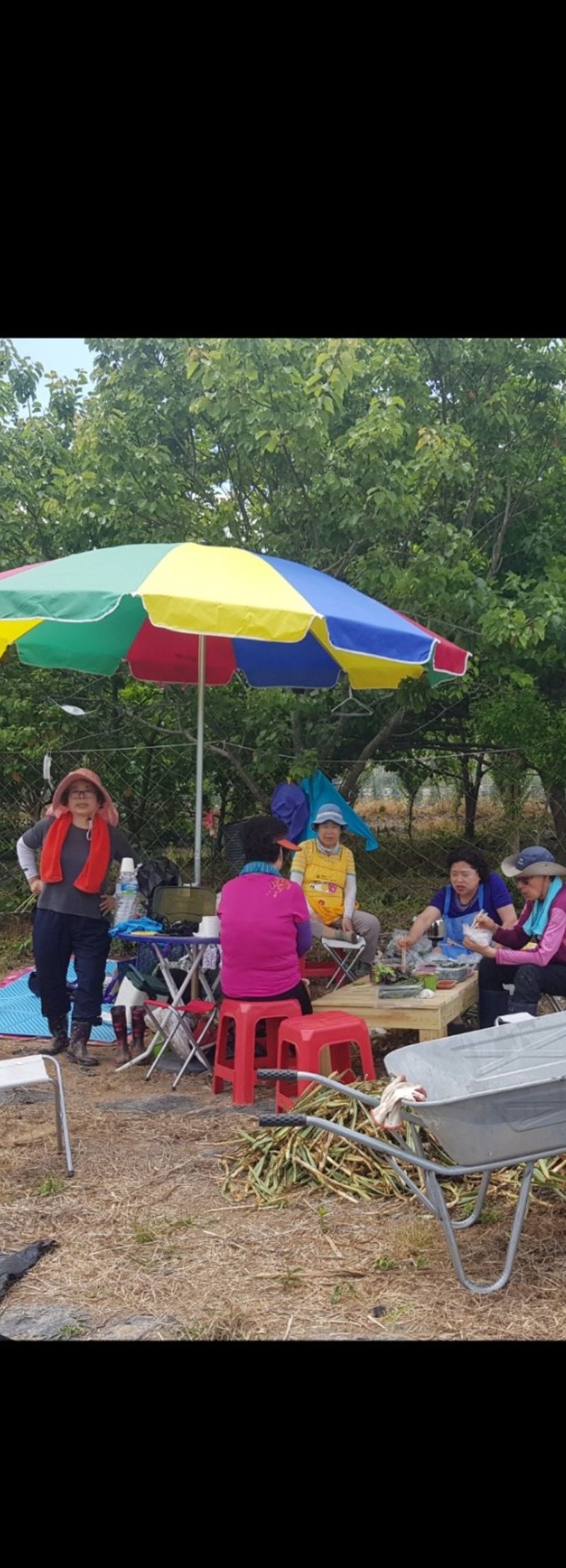 오아성님의 장터 판매 상품 [무화과묘목(3주단위)] 첨부 사진