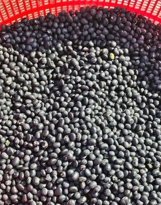 덕천이지농원님의 콩 · 자유게시판 작성글 사진