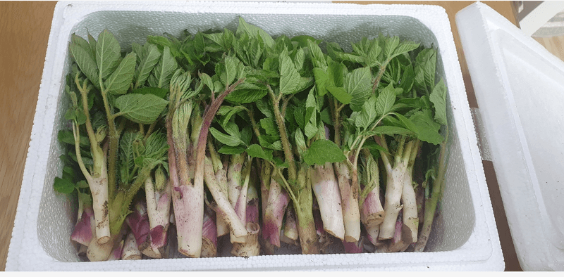 장터 상품 [2026 햇 땅두릅 1kg] 썸네일