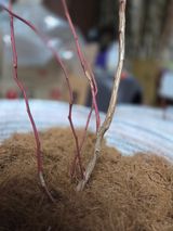 팜모닝 농사, 무엇이든 물어보세요!·참여글 게시글 이미지