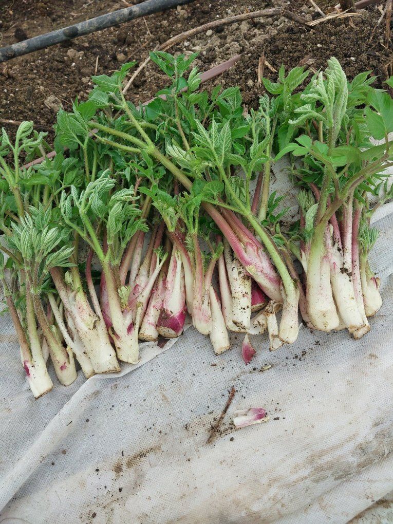 김샛별님의 장터 판매 상품 [2026 햇 땅두릅 1kg] 첨부 사진