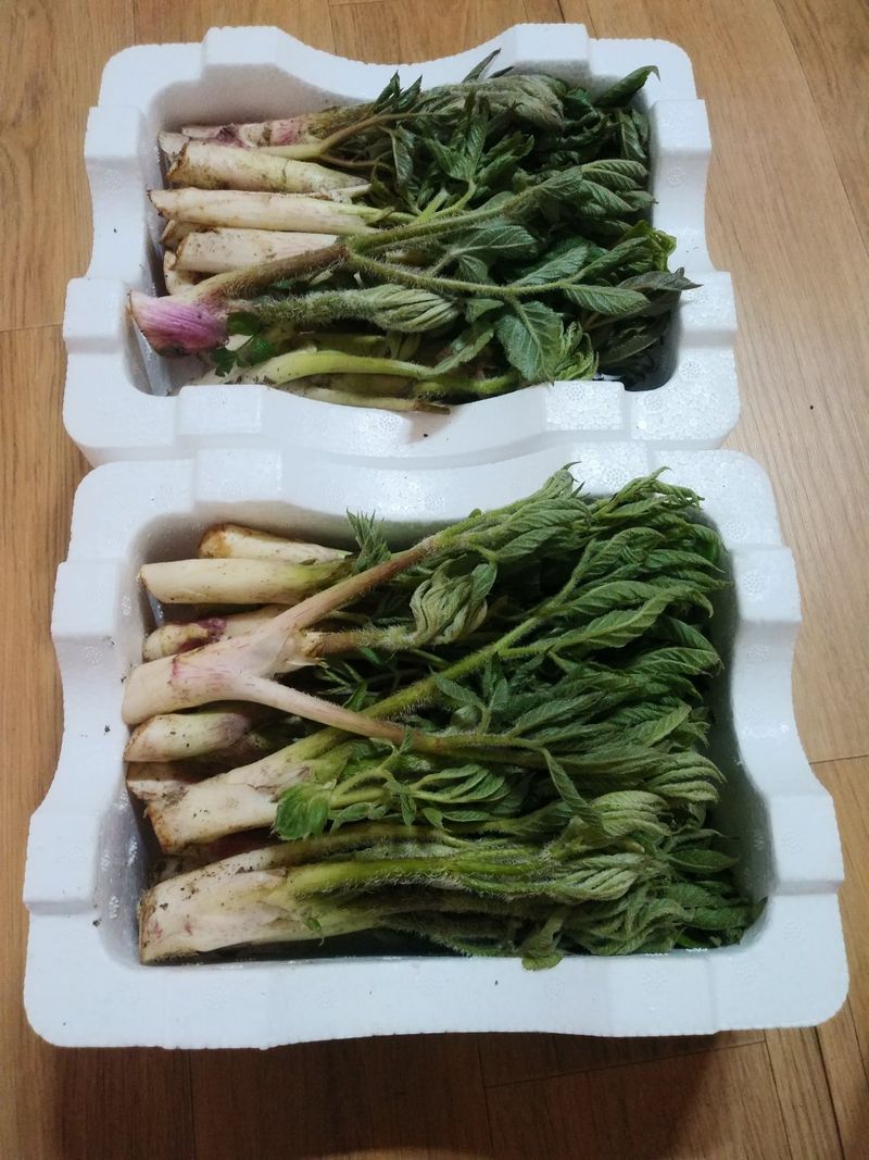 김샛별님의 장터 판매 상품 [2026 햇 땅두릅 1kg] 첨부 사진