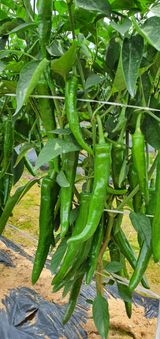 하얀그림자님의 자유주제·자유게시판 작성글 사진