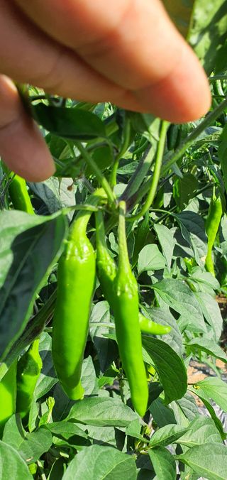 하얀그림자님의 자유주제 · 자유게시판 작성글 사진