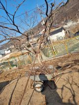 팜모닝 자유주제·자유게시판 게시글 이미지