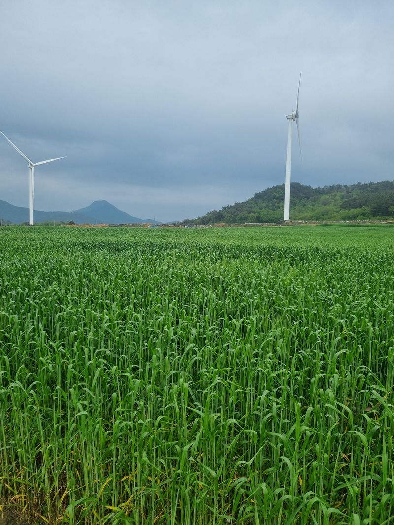 장준석님의 장터 판매 상품 [파로(신안1004파로)1kg] 첨부 사진