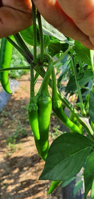 하얀그림자님의 자유주제 · 자유게시판 작성글 사진