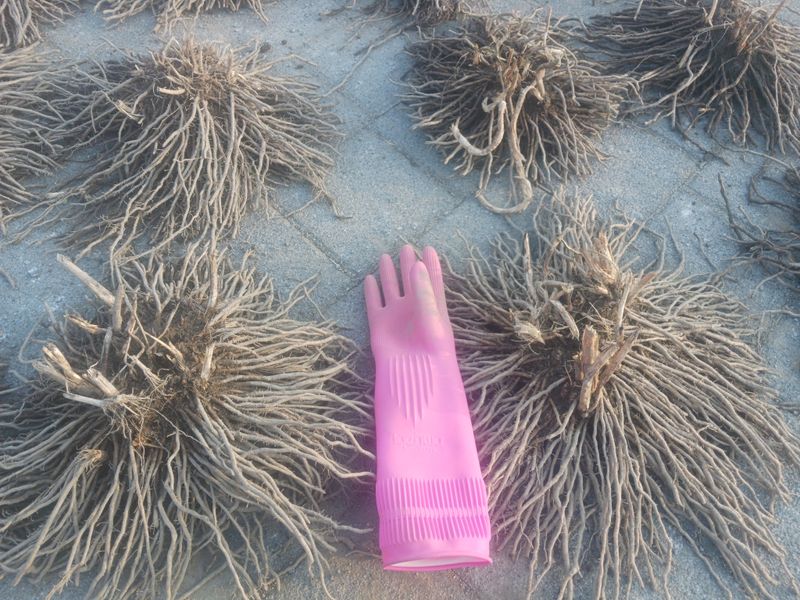 자두14488님의 장터 판매 상품 [아스파라거스 종근 3년생 다년생 텃밭작물 채소의왕 ] 첨부 사진