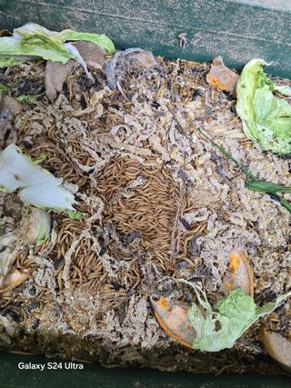 소병찬님의 농사, 무엇이든 물어보세요! · 참여글 작성글 사진