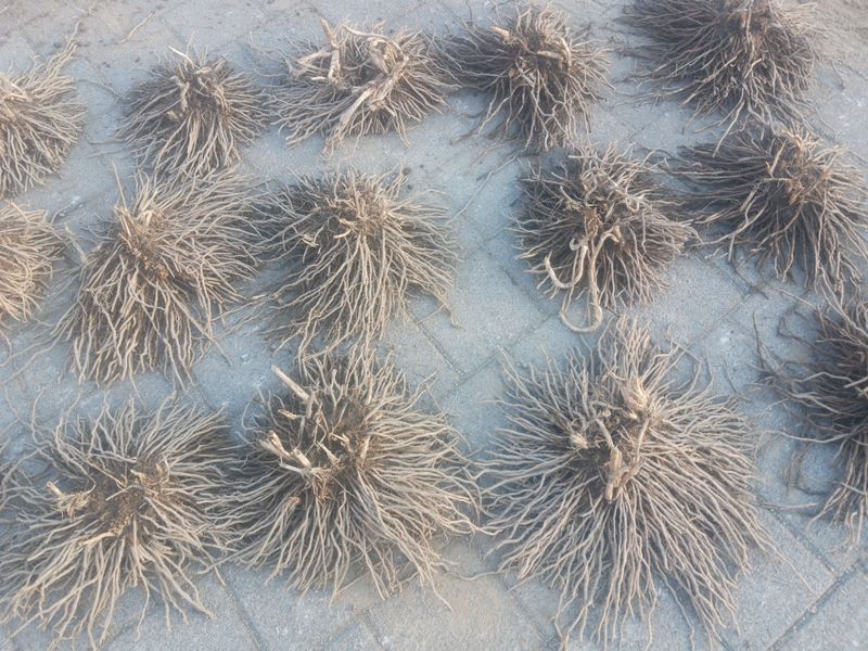 자두14488님의 장터 판매 상품 [아스파라거스 종근 3년생 다년생 텃밭작물 채소의왕 ] 첨부 사진