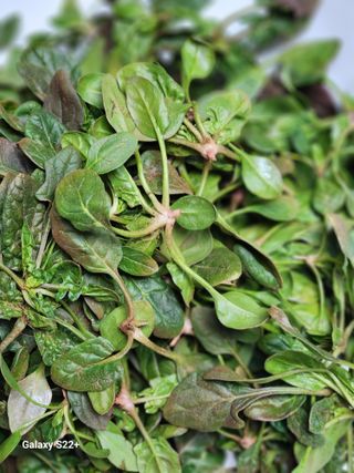 송아지님의 자유주제 · 자유게시판 작성글 사진