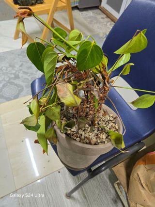 소병찬님의 농사, 무엇이든 물어보세요! · 참여글 작성글 사진