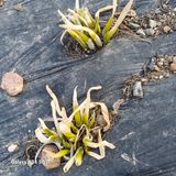 삼성농산님의 자유주제·자유게시판 작성글 사진