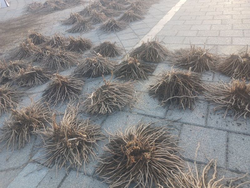 자두14488님의 장터 판매 상품 [아스파라거스 종근 3년생 다년생 텃밭작물 채소의왕 ] 첨부 사진