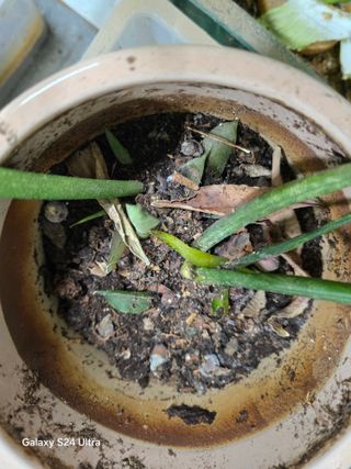 소병찬님의 농사, 무엇이든 물어보세요! · 참여글 작성글 사진