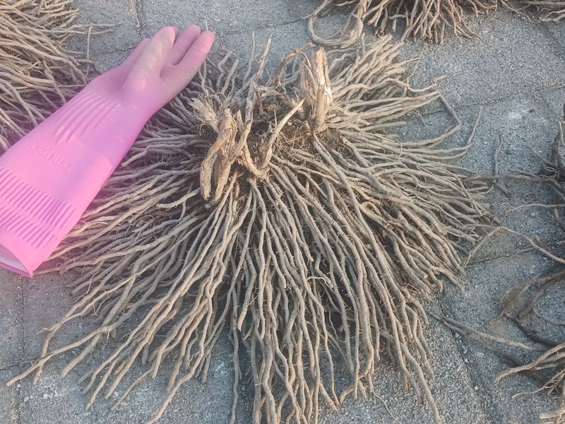 자두14488님의 장터 판매 상품 [아스파라거스 종근 3년생 다년생 텃밭작물 채소의왕 ] 첨부 사진