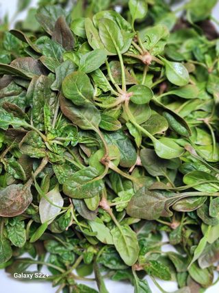 송아지님의 자유주제 · 자유게시판 작성글 사진