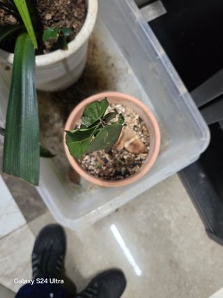 소병찬님의 농사, 무엇이든 물어보세요! · 참여글 작성글 사진