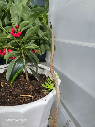 소병찬님의 농사, 무엇이든 물어보세요! · 참여글 작성글 사진