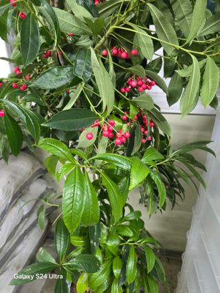 소병찬님의 농사, 무엇이든 물어보세요! · 참여글 작성글 사진