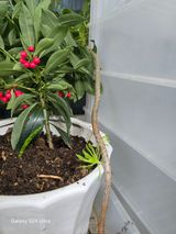 팜모닝 농사, 무엇이든 물어보세요!·참여글 게시글 이미지