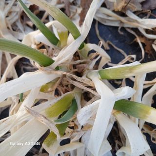 삼성농산님의 자유주제 · 자유게시판 작성글 사진