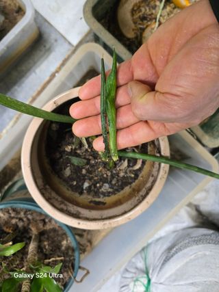 소병찬님의 농사, 무엇이든 물어보세요! · 참여글 작성글 사진