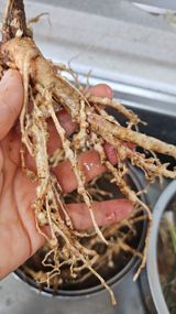 유기농으로키우자님의 자유주제·자유게시판 작성글 사진