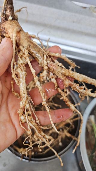 유기농으로키우자님의 자유주제 · 자유게시판 작성글 사진