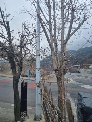 김용대님의 자유주제 · 자유게시판 작성글 사진