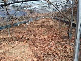 영수농원님의 자유주제 · 자유게시판 작성글 사진