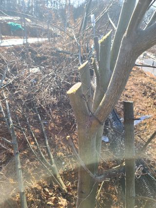 은혜농원(사과농사)님의 자유주제 · 자유게시판 작성글 사진