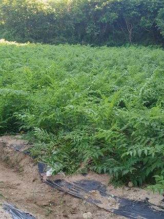 거창두릅농원김성희님의 자유주제 · 자유게시판 작성글 사진